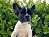 Muhteşem Kalite French Bulldog Yavrular