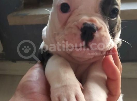 8 Haftalık Bebişler görsel