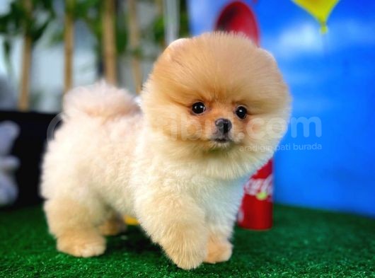 Ayı Surat Pomeranian Boo Yavrularımız görsel