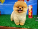 Ayı Surat Pomeranian Boo Yavrularımız