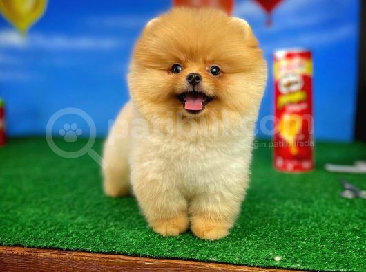 Ayı Surat Pomeranian Boo Yavrularımız görsel