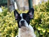 Muhteşem Kalite French Bulldog Yavrular