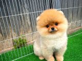 Ayı Surat Pomeranian Boo Yavrularımız