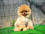 Ayı Surat Pomeranian Boo Yavrularımız
