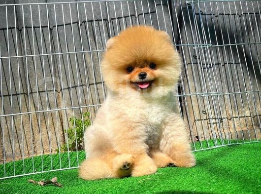 Ayı Surat Pomeranian Boo Yavrularımız görsel