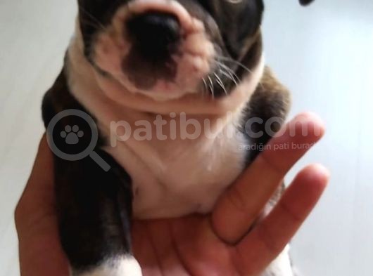 8 Haftalık Bebişler görsel