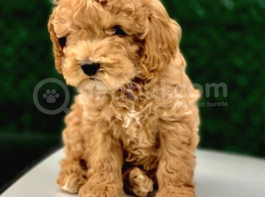 Toy Poodle Yavrular (Red, Red Brown, Apricot, Silver, Siyah) görsel