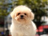 Mi̇cro Malti̇poo Bebekler