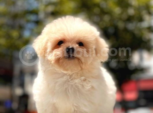 Mi̇cro Malti̇poo Bebekler görsel