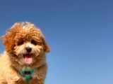 Mi̇ni̇ Toy Poodle Yavrumuz