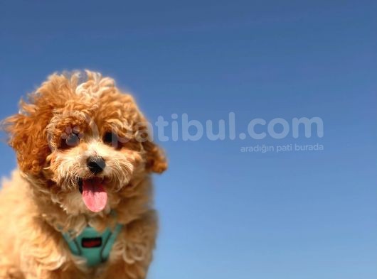 Mi̇ni̇ Toy Poodle Yavrumuz görsel