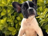 French Bulldog Yavrular