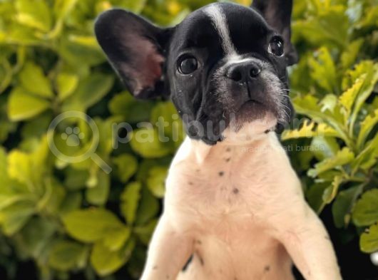 French Bulldog Yavrular görsel