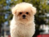Mi̇cro Malti̇poo Bebekler