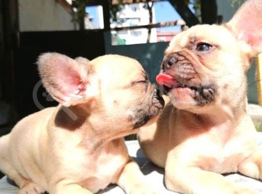 Cikolota Blue Fawn Fransız Bulldog görsel
