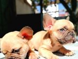 Cikolota Blue Fawn Fransız Bulldog