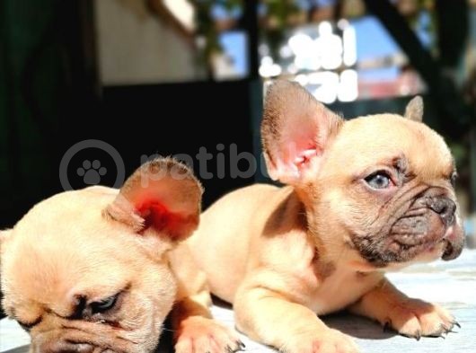 Cikolota Blue Fawn Fransız Bulldog görsel