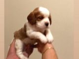 Anne Altından Küt Burun Cavalier King Charles
