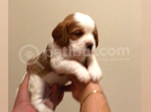 Anne Altından Küt Burun Cavalier King Charles görsel