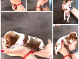 Anne Altından Küt Burun Cavalier King Charles