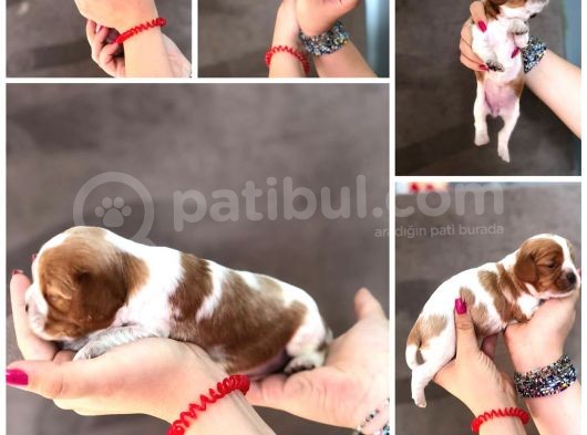 Anne Altından Küt Burun Cavalier King Charles görsel