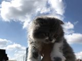 Scottish Fold Bicolor Longhair