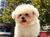 Mi̇cro Malti̇poo Bebekler