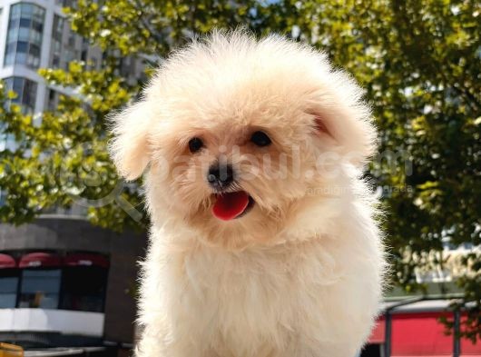 Mi̇cro Malti̇poo Bebekler görsel