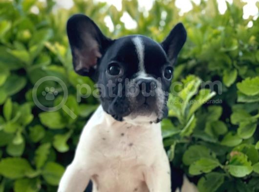 French Bulldog Yavrular görsel