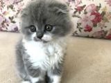 Scottish Fold Bicolor Longhair