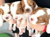 Anne Altından Küt Burun Cavalier King Charles