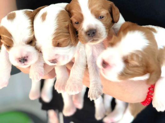 Anne Altından Küt Burun Cavalier King Charles görsel