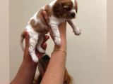Anne Altından Küt Burun Cavalier King Charles
