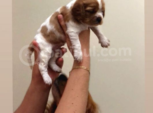 Anne Altından Küt Burun Cavalier King Charles