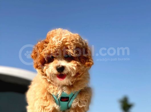 Mi̇ni̇ Toy Poodle Yavrumuz görsel