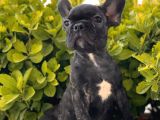 French Bulldog Yavrular
