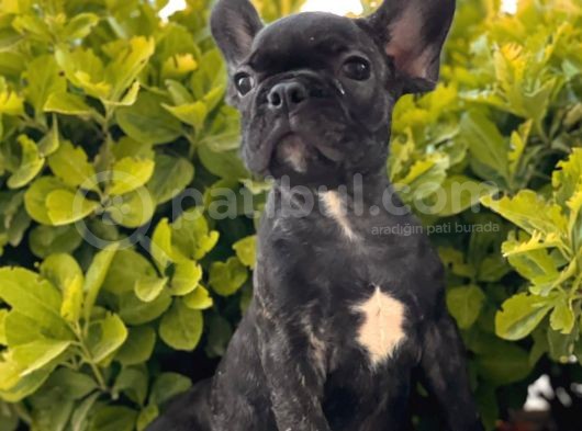 French Bulldog Yavrular görsel