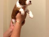 Anne Altından Küt Burun Cavalier King Charles
