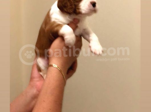 Anne Altından Küt Burun Cavalier King Charles görsel