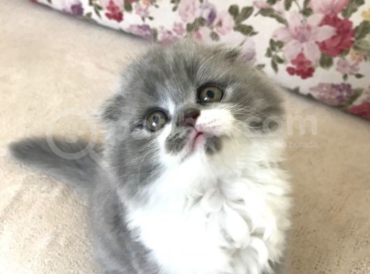 Scottish Fold Bicolor Longhair