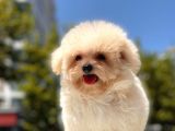 Mi̇cro Malti̇poo Bebekler