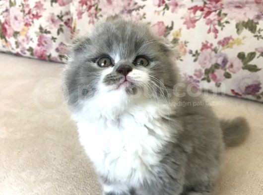 Scottish Fold Bicolor Longhair görsel
