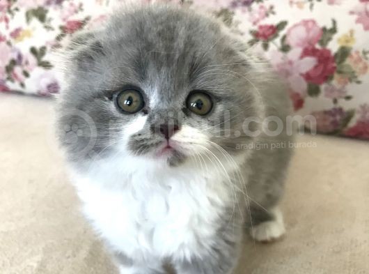Scottish Fold Bicolor Longhair görsel