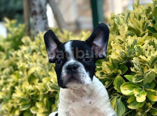 French Bulldog Yavrular