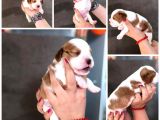 Anne Altından Küt Burun Cavalier King Charles