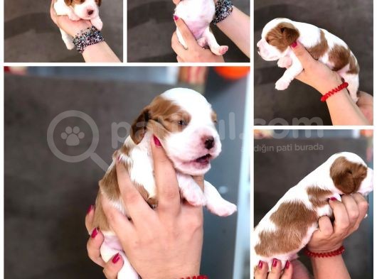 Anne Altından Küt Burun Cavalier King Charles görsel