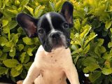 French Bulldog Yavrular