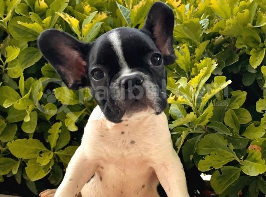 French Bulldog Yavrular görsel