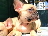 Cikolota Blue Fawn Fransız Bulldog