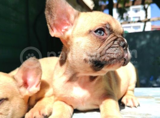 Cikolota Blue Fawn Fransız Bulldog görsel